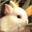 C@sPeR